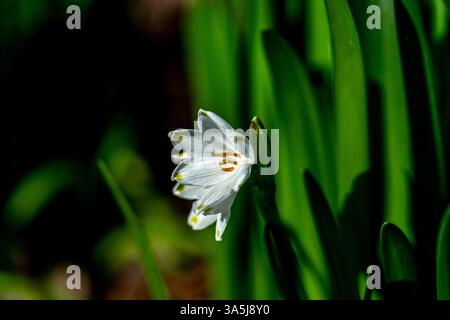 Sommerschneefloke, Leucojum vernum, auch bekannt als Frühlings- oder Sommerschneeflocke Stockfoto