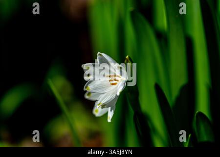 Sommerschneefloke, Leucojum vernum, auch bekannt als Frühlings- oder Sommerschneeflocke Stockfoto