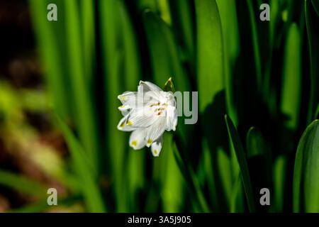 Sommerschneefloke, Leucojum vernum, auch bekannt als Frühlings- oder Sommerschneeflocke Stockfoto