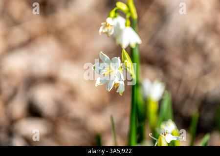 Sommerschneefloke, Leucojum vernum, auch bekannt als Frühlings- oder Sommerschneeflocke Stockfoto
