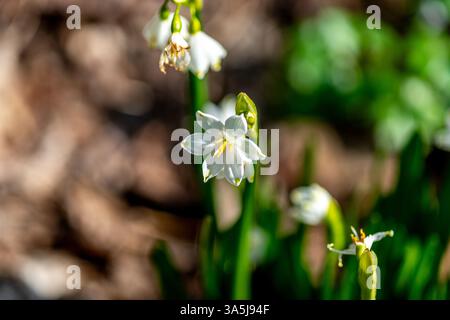 Sommerschneefloke, Leucojum vernum, auch bekannt als Frühlings- oder Sommerschneeflocke Stockfoto