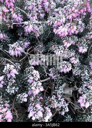 Nahaufnahme frostbedeckter rosafarbener Heidekraut-Blüten an einem kalten Wintermorgen, der den zarten Kontrast zwischen eiskalten Kristallen und leuchtenden Blüten zeigt. Stockfoto