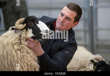 Sie zeigen Rough Fell Weibchen bei einem Zuchtverkauf im Kendal Auction Mart, Cumbria, Großbritannien. Stockfoto