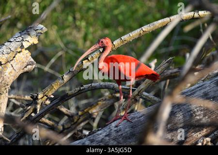 Ein Scarlet Ibis oder Eudocimus Ruber Vogel auf einem Mangrovenbaum im Caroni Swamp oder Caroni Bird Sanctuary in Trinidad und Tobago. Stockfoto