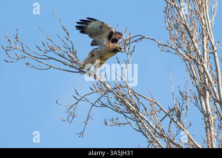 Der kalifornische Rotschwanzfalke, der von einem Baum abhebt Stockfoto
