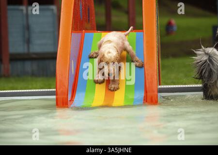Englischer Cocker Spaniel im Schwimmbad Stockfoto