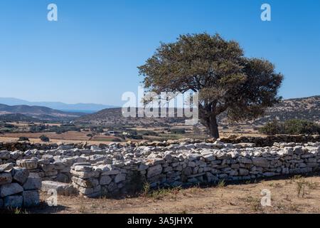Ländliche Landschaft mit einem isolierten Olivenbaum, der hinter einer traditionellen Trockenmauer steht, mit Blick auf sanfte Hügel und darunter liegende landwirtschaftliche Felder Stockfoto