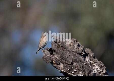 Weibliche Western Bluebird liegt auf einem robusten Holzstamm im Meadows Preserve. Stockfoto
