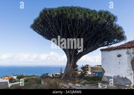 Drago de los Siete Fuentes, ein alter Drachenbaum Dracaena draco in Los Realejos, Teneriffa, Spanien Stockfoto