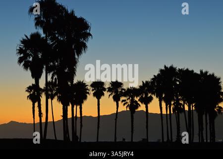 Die Sonne untergeht hinter den Bergen und einer Palmenlinie am Venice Beach, Kalifornien Stockfoto