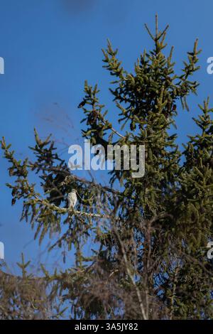 hawk hoch im immergrünen Baum auf der Suche nach Beute Stockfoto