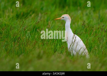 Westlicher Rinderreiher (Bubulcus ibis) auf einer Wiese mit schönem grünen Hintergrund. Stockfoto