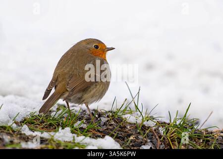 Europäischer Robin Erithacus rubecula im Schnee aus nächster Nähe. Stockfoto