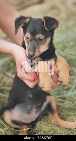 Weibliche Hände, die einen kleinen, schwarz-braunen Welpen im Freien wiegen, umgeben von einem gemütlichen Heu-Bett, das Liebe und Zärtlichkeit ausstrahlt Stockfoto