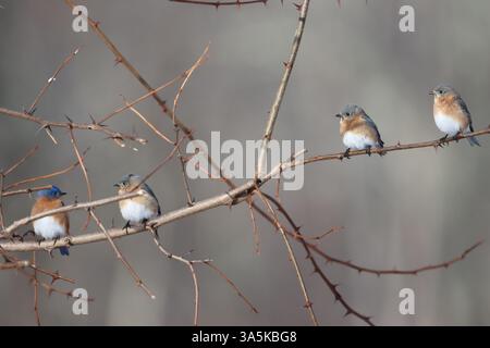 Vier östliche Blauvögel sitzen auf einem Baum Stockfoto