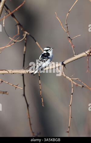 Eine Flaumspecht sitzt auf einem Ast Stockfoto