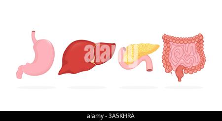 Verdauungsorgane im realistischen Stil. Grafisches Design der Vektorgrafik. Karikatur-Infografik mit Verdauungsorganen-Set. Stock Vektor