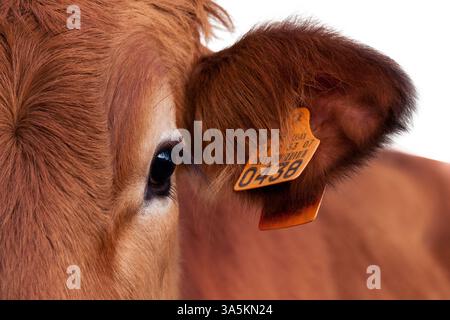 Eine fesselnde Nahaufnahme, die einen Teil des Gesichts einer bezaubernden Ingwerkuh zeigt. Das Bild fokussiert auf ein markantes großes blaues Auge, das durch lange, Stockfoto