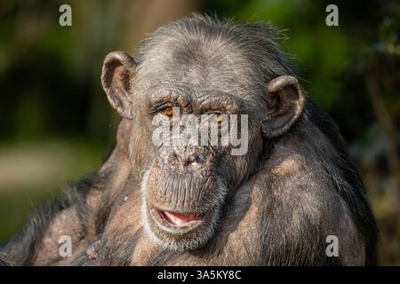 Schimpansen-Porträt Stockfoto
