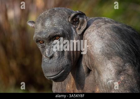 Schimpansen-Porträt Stockfoto