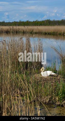 Das Schwanweibchen sitzt auf den Eiern im Nest zwischen dem Schilf, neben dem See. Mutterschaft in freier Wildbahn. Schwan-Mutter. Stockfoto