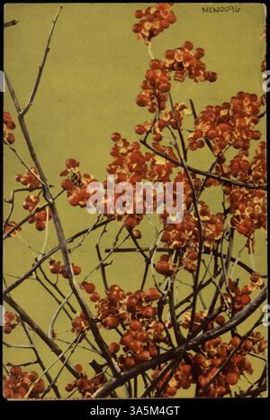 Ein zweifach gefaltetes Mittagsmenü von Stouffer's mit verschiedenen Sandwiches, Salaten, Hauptgerichten und Desserts. Das Menü enthält ein Farbfoto auf dem Cover und eine spezielle Karte. Stockfoto