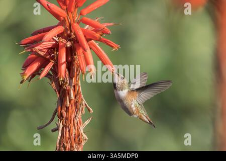Anna's Kolibri, Calypte anna, alleinerwachsener männlicher Fütterungsort Tropical Flower, Long Beach, Kalifornien, USA Stockfoto