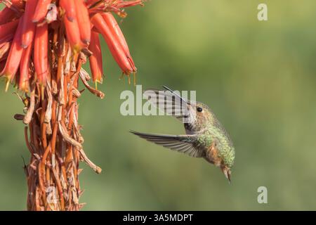 Anna's Kolibri, Calypte anna, alleinerwachsener männlicher Fütterungsort Tropical Flower, Long Beach, Kalifornien, USA Stockfoto