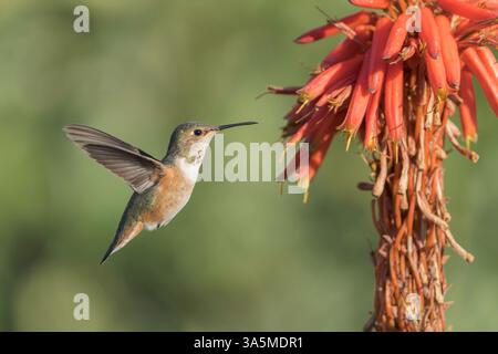 Anna's Kolibri, Calypte anna, alleinerwachsener männlicher Fütterungsort Tropical Flower, Long Beach, Kalifornien, USA Stockfoto