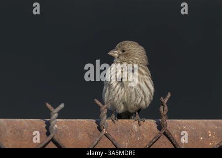 House finch, Haemorhous mexicanus, alleinerwachsenes Weibchen auf Metallzaun, Long Beach, Kalifornien, USA Stockfoto