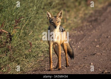 Schakal mit schwarzem Rücken, der eine Straße im Ngorogoro-Krater entlang geht Stockfoto