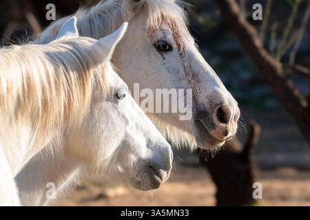 Mit Schlägen und Blutergüssen Stockfoto