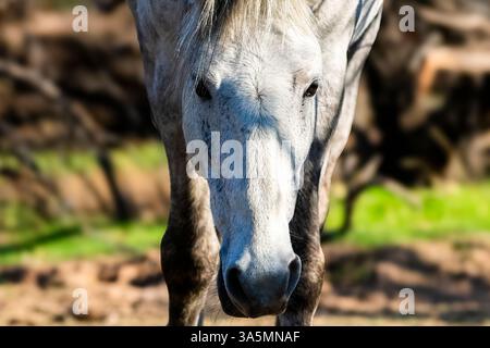 Nur Ein bisschen verleumdet von Fremden Stockfoto