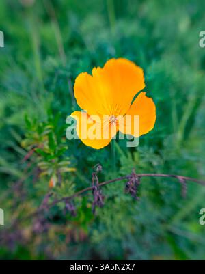 Einzelfokus Nahaufnahme eines einzelnen Goldmohns in einem Garten. Stockfoto