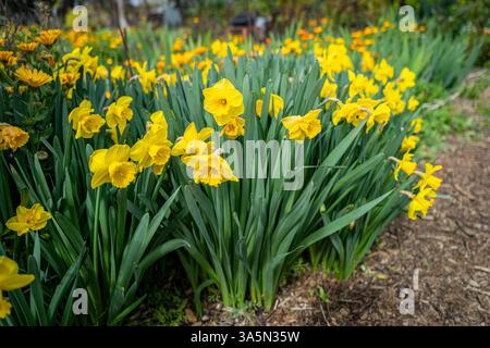 Nahaufnahme einer Gruppe von gelben Narzissen im Frühling in einem Garten Stockfoto
