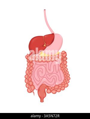 Cartoon-Verdauungssystem für die medizinische Gestaltung. Illustration des flachen Vektors. Isolierte Vektordarstellung. Stock Vektor
