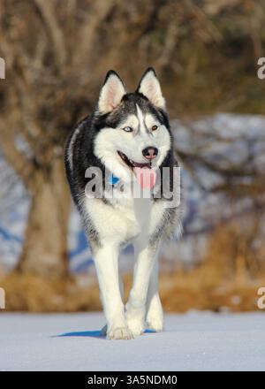 Zwei unterschiedlich farbige reinrassige Sibirische Husky Winter Walk – Hyper Focus Gigapixel Stockfoto