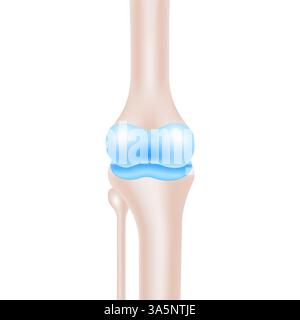 Detaillierte menschliche Kniegelenk-Anatomie für medizinische Verwendung Vektor-Illustration. Stock Vektor