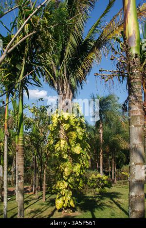 Die Plam-Bäume und der tropische Wald in Inhotim, Minas Gerais, Brasilien Stockfoto