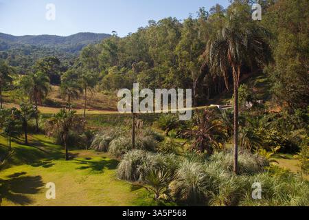 Die Plam-Bäume und der tropische Wald in Inhotim, Minas Gerais, Brasilien Stockfoto