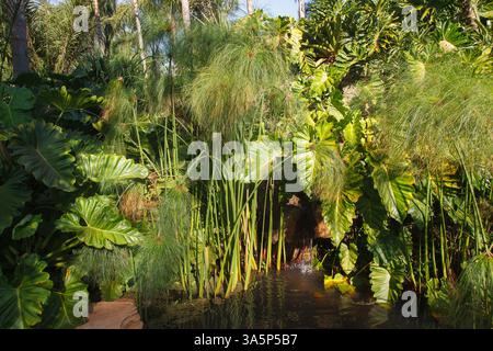 Ein Brunnen mit Plättchen und dem tropischen Wald in Inhotim, Minas Gerais, Brasilien Stockfoto