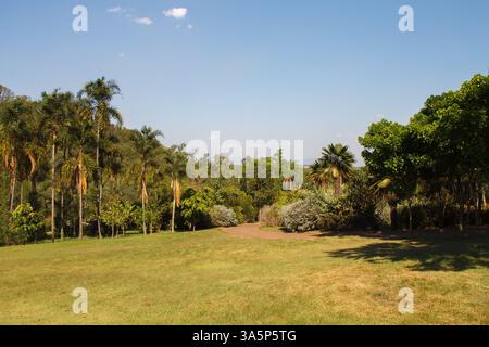 Die Plam-Bäume und der tropische Wald in Inhotim, Minas Gerais, Brasilien Stockfoto