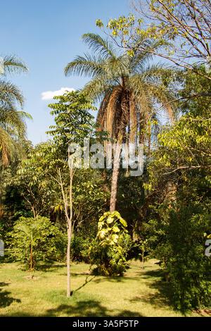 Die Plam-Bäume und der tropische Wald in Inhotim, Minas Gerais, Brasilien Stockfoto