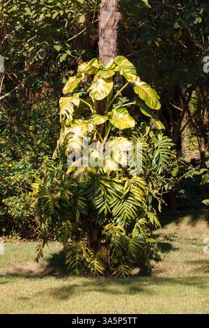 Die Plam-Bäume und der tropische Wald in Inhotim, Minas Gerais, Brasilien Stockfoto