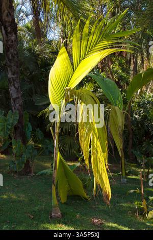 Die Plam-Bäume und der tropische Wald in Inhotim, Minas Gerais, Brasilien Stockfoto