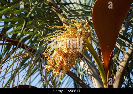 Die Plam-Bäume und der tropische Wald in Inhotim, Minas Gerais, Brasilien Stockfoto