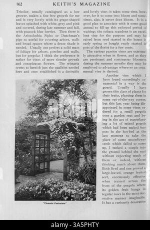 Keith's Magazine aus dem Jahr 1916 präsentiert Entwürfe für Häuser, Kirchen und Schulen mit Schwerpunkt auf architektonischen Stilen. Das Magazin wurde von Max L. Keith veröffentlicht und enthält Fotos, Grundrisse und Kostenvoranschläge für den Bau. Es bietet auch Inhalte zu Innenarchitektur, Landschaftsgestaltung und Werbeanzeigen für Baumaterialien und Möbel. Bei bestimmten Volumes fehlen Seiten. Stockfoto