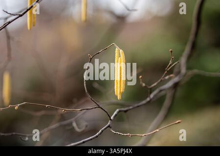Ohrringe an Haselnusszweigen im Frühjahr. Haselnussblüte im Park. Stockfoto