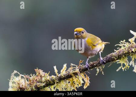 Orangenbaucheuphonia (Euphonia xanthogaster) sitzt auf einem hübschen moosigen Barsch in der Nähe von Cali, Kolumbien Stockfoto