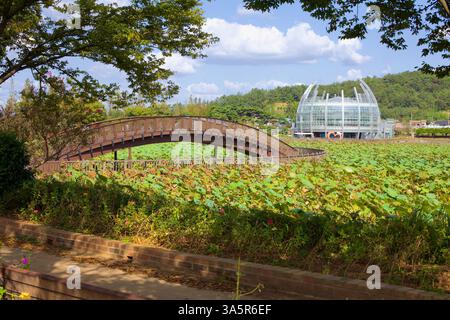 Muan County, Südkorea - 25. September 2020: Ein ruhiger Blick auf eine Holzbrücke, die durch ein Lotusfeld führt, mit dem Floating Glass Greenhouse Vis Stockfoto